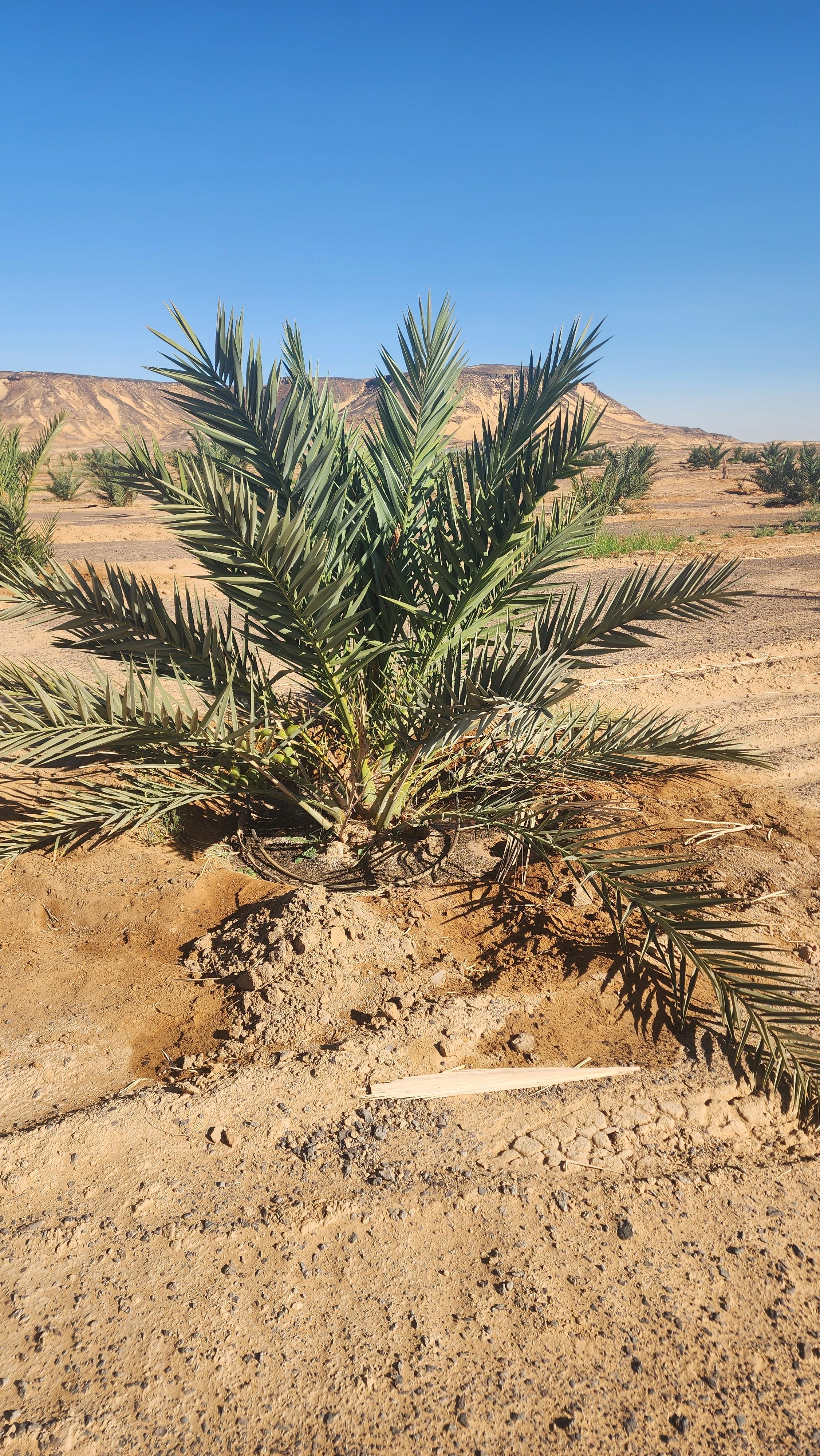 الخدمة الشتوية للنخيل 